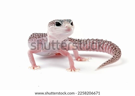 Fat-tailed geckos isolated on white background, cute lizards that are easy to care for, eublepharis macularius