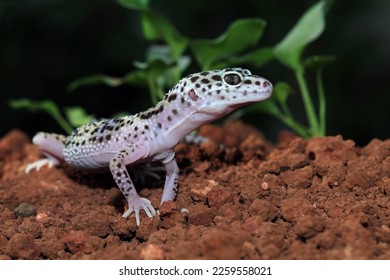 Fat-tailed geckos in its natural habitat, gecko lizard above ground, eublepharis macularius, animal closeup - Shutterstock ID 2259558021