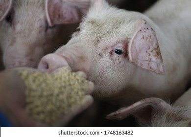 Fattenig Pig Looking To Pelleted Feed In Worker Hand