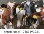 Fattening calves in stable. Meat calves for meat production