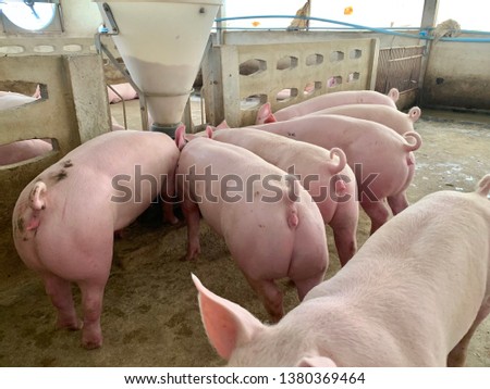 Fattening pig, feeding time in farm