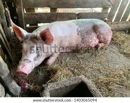 The fattening pig laying relax on concrete floor in backyard swine farm