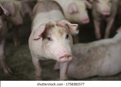 Fattening pig portrait in commercial swine farm