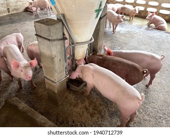 Fattening Pigs In A Large Swine Farm Are Eating From A Semi-automatic Feeding Device.