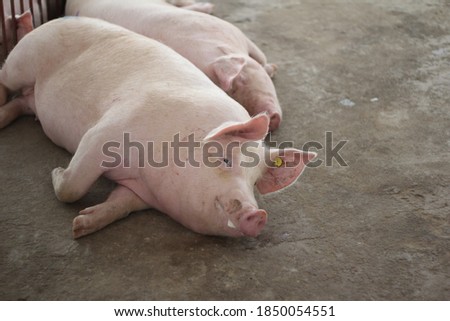Fattening pigs lie down to relax and enjoy happiness in a standard pig farm.