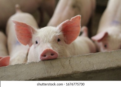 Свиньи на откорме крупной коммерческой свиней смотрят в камеры.
