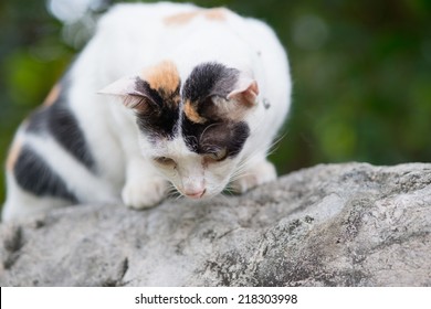 Fatty Cat Looking Down.