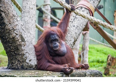 A Fatty Female Bornean Orangutan Stays Alone. 
Critically Endangered Species, With Deforestation, Palm Oil Plantations, And Hunting Posing A Serious Threat To Its Continued Existence.