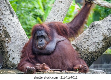 A Fatty Female Bornean Orangutan Stays Alone. 
Critically Endangered Species, With Deforestation, Palm Oil Plantations, And Hunting Posing A Serious Threat To Its Continued Existence.