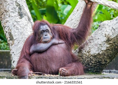 A Fatty Female Bornean Orangutan Stays Alone. 
Critically Endangered Species, With Deforestation, Palm Oil Plantations, And Hunting Posing A Serious Threat To Its Continued Existence.