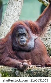 A Fatty Female Bornean Orangutan Stays Alone. 
Critically Endangered Species, With Deforestation, Palm Oil Plantations, And Hunting Posing A Serious Threat To Its Continued Existence.