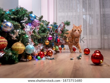 Fault of the pet cat - fallen Christmas tree. Ruins and the end of Christmas. fear of punishment. broken balls on the floor. Ginger cat hide behind the tree