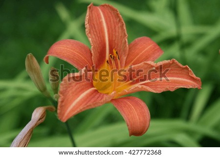Faultless Lily