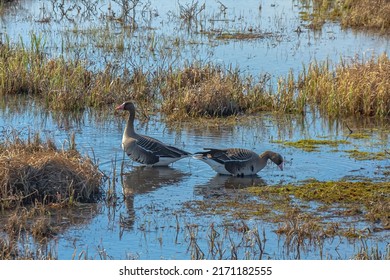 Fauna of the Arctic tundra. A pair of wild geese are looking for food in a swampy area. Spring is in the North. Geese are preparing to breed offspring after a long flight