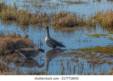 Fauna of the Arctic tundra. A pair of wild geese are looking for food in a swampy area. Spring is in the North. Geese are preparing to breed offspring after a long flight