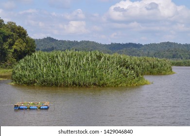 Fauna At Chini Lake, Better Known Locally As Tasik Chini, Is A Lake In Pekan District, Pahang, Malaysia