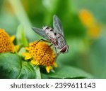 fauna, flora, garden, earth, creature, closeup, close-up, close, bug, biodiversity, beauty in nature, biology, beauty, backyard, background, animal, insects, ants, fly, abstract, grasshopper, 