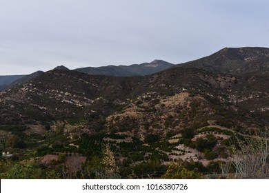 Fauna Growing On The Rolling Foothills Of Ojai California.