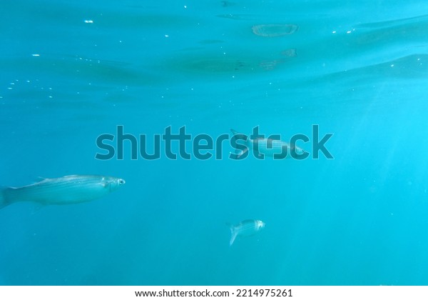 The fauna of our planet: a flock of fish in the\
clear blue water of the Aegean Sea. The science of fish is\
ichthyology. Underwater photo, selective focus. Bodrum, Mugla\
province, Turkey, Europe.