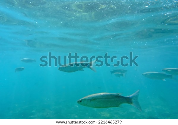 The fauna of our planet: a flock of fish in the\
clear blue water of the Aegean Sea. The science of fish is\
ichthyology. Underwater photo, selective focus. Bodrum, Mugla\
province, Turkey, Europe.