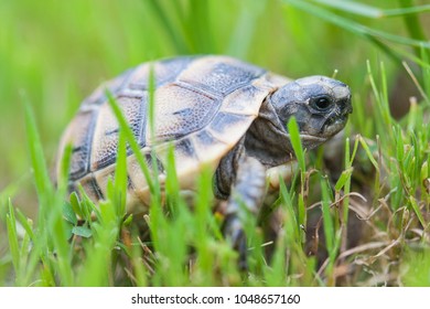 Fauna Turkey Baby Common Tortoise Testudo Stock Photo 1048657160 ...