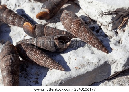 Faunus ater (devil's thorn) is a type of brackish-water snail with an operculum, an aquatic gastropod mollusk of the Pachychilidae family. Screw, elongated shell 4-8 cm. Dark brown or black.