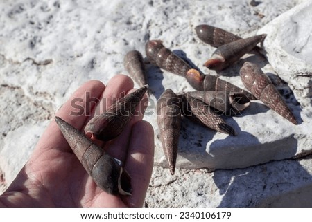 Faunus ater (devil's thorn) is a type of brackish-water snail with an operculum, an aquatic gastropod mollusk of the Pachychilidae family. Screw, elongated shell 4-8 cm. Dark brown or black.