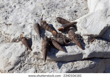 Faunus ater (devil's thorn) is a type of brackish-water snail with an operculum, an aquatic gastropod mollusk of the Pachychilidae family. Screw, elongated shell 4-8 cm. Dark brown or black.