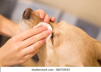 Fauve dog owner cleaning its watering eyes with a cotton pad