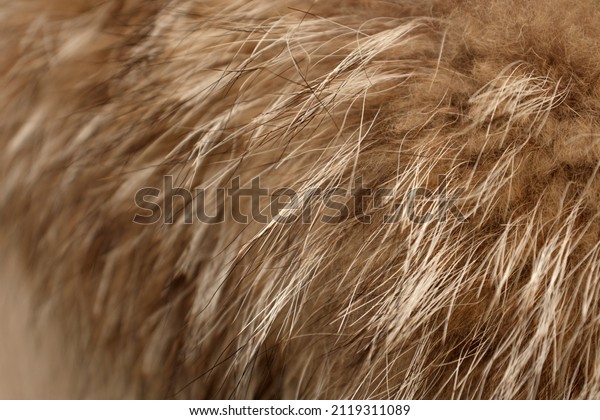 Faux fur close-up. The concept of abandoning natural\
fur, a two-way against natural fur, sustainable, ban the sale of\
fur
