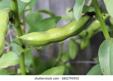 Fava bean pod growing on a plant  in a container garden