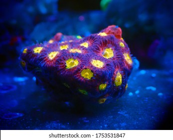 Favia reef-building stony coral - Faviidae sp.