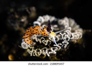 Favorinus tsuruganus is a species of aeolid nudibranch, a sea slug. It is a marine gastropod mollusk in the family Facelinidae.