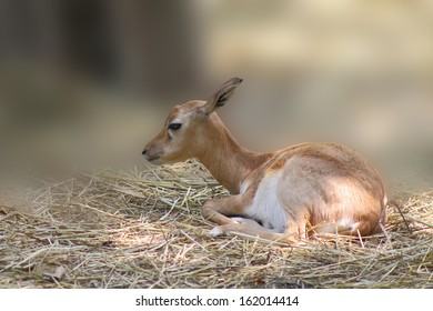 fawn