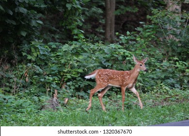 A Fawn About To Cross The Road In Kingston NY. 