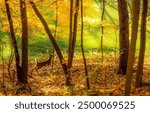 A fawn in the autumn forest. Autumn forest scene. Forest in autumn. Autumn nature scene