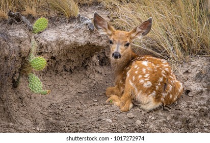 Fawn In Badlands National Park