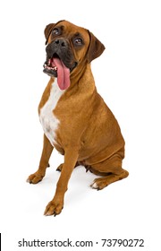 A Fawn Boxer Dog Sitting Down With A Long Tongue Hanging Out