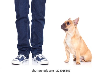 Fawn Bulldog Dog And Owner Ready To Go For A Walk, Or Dog Being Punished  For A Bad Behavior, Isolated  On White Background