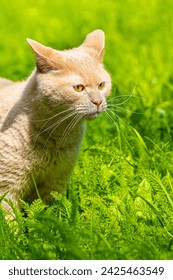 fawn cat on a background of green grass. beige cat on a background of nature