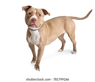 Fawn color pit bull dog standing on white, looking into camera