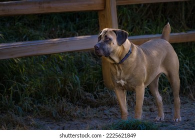 A FAWN COLORED ADULT CANE CORSO STANDING INFRONT OF A WOOD FENCE AT A OFF LEASH DOG PARK IN REDMOND WASHINGTON - Shutterstock ID 2225621849