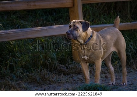 A FAWN COLORED ADULT CANE CORSO STANDING INFRONT OF A WOOD FENCE AT A OFF LEASH DOG PARK IN REDMOND WASHINGTON