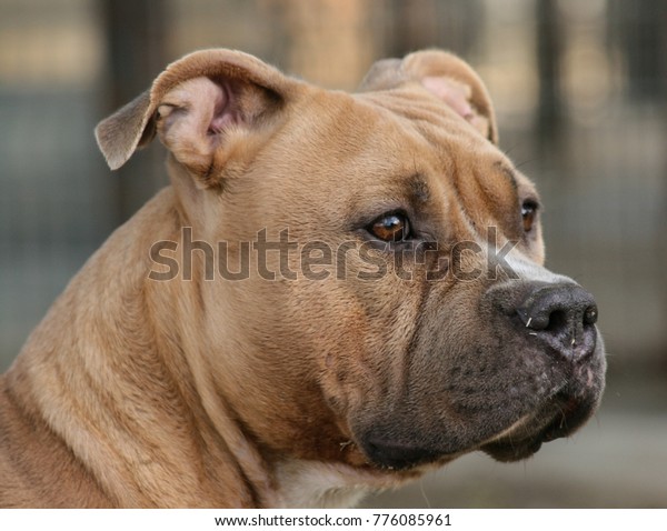 bully fawn