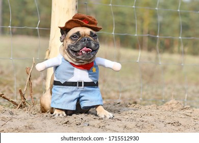 Fawn colored French Bulldog dog wearing a Carnival or Halloween cowboy full body costume with fake arms, vest and hat standing on sandy ground