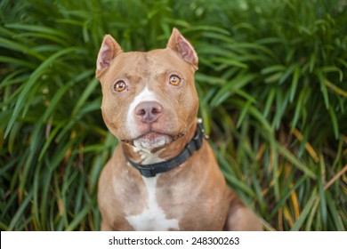 Fawn colored pit bull dog looks at the camera outside