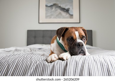 Fawn Colored Pure Breed Boxer Dog Relaxing On Owners Bed