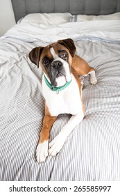 Fawn Colored Pure Breed Boxer Dog Relaxing On Owners Bed