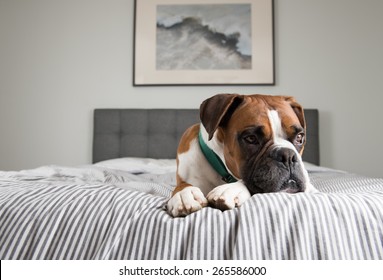 Fawn Colored Pure Breed Boxer Dog Relaxing On Owners Bed