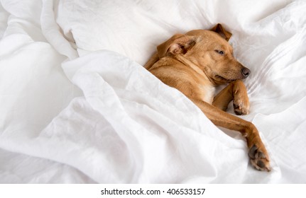 34,282 Dogs sleeping in bed Images, Stock Photos & Vectors | Shutterstock